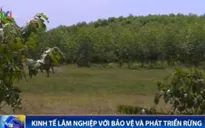Phát triển kinh tế lâm nghiệp gắn với bảo vệ và phát triển rừng