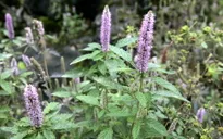 Mật ong bạc hà - đặc sản của vùng cao nguyên đá