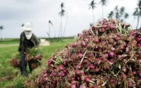Khám phá "vương quốc hành, tỏi" Lý Sơn