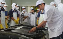 Nhân rộng mô hình sản xuất cá ngừ đại dương theo chuỗi giá trị 