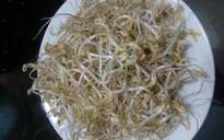 Tận dụng vỏ hộp sữa tươi để làm giá đỗ