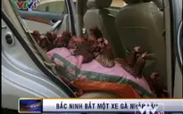 Bắc Ninh: Bắt giữ 300 gà thịt Trung Quốc nhập lậu