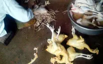 Gần 39% mẫu thịt gà nhiễm ecoli quá mức cho phép