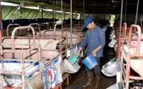 Nông dân lỗ nặng vì giá thức ăn chăn nuôi tăng cao