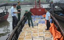 Bắt giữ 40.000 con gà giống nhập lậu ở Quảng Ninh