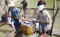 Doanh nghiệp cá tra “ráo riết” tìm thị trường