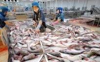 Cá tra có thêm nhiều thị trường xuất khẩu mới