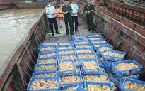Quảng Ninh bắt giữ nhiều vụ nhập lậu gia cầm giống