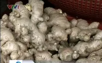 Gừng Trung Quốc tràn ngập chợ Việt Nam