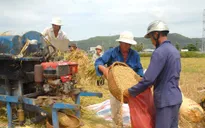 Tranh luận quanh việc giao chỉ tiêu tạm trữ gạo cho địa phương