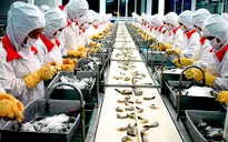 Xuất khẩu tôm sang Nhật lỗ nặng