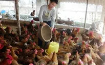 Nhập khẩu thức ăn chăn nuôi tăng 40,6%