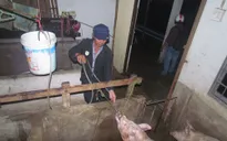 Công nghệ tăng trọng heo bằng... nước bẩn