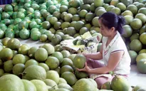 Bưởi da xanh tăng giá kỷ lục