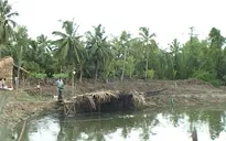Nông dân đổ xô đào ao thả cá lóc trên đất lúa