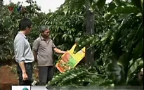 Phân bón kém chất lượng lũng đoạn thị trường Tây Nguyên