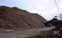 Chế biến dăm gỗ ồ ạt, DN tranh mua nguyên liệu