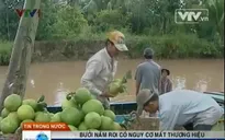 Bưởi Năm Roi Mỹ Hòa trước nguy cơ bị "mượn tên"