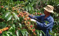 Lâm Đồng hỗ trợ tín dụng tái canh cà phê