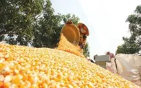 Giá thức ăn chăn nuôi “hạ nhiệt”