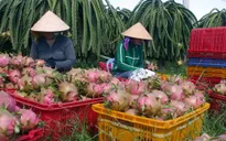 Lập Ban chỉ đạo về xuất khẩu rau, hoa, quả