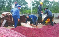 DN xuất khẩu nông sản muốn bỏ thuế VAT