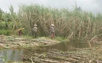 Hậu Giang: Nông dân trồng mía điêu đứng vì lũ