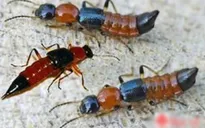 Phòng và điều trị bệnh viêm da do côn trùng