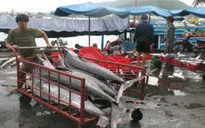 Đầu tư nâng cấp cảng cá, chợ thủy sản Nam Trung Bộ