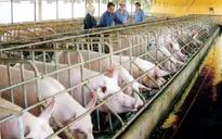 Thịt heo tăng giá mạnh tại Đông Nam Bộ
