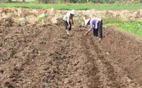 Vĩnh Long: Diện tích trồng khoai lang tăng đột biến