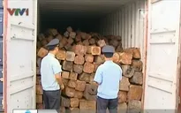 Bất thường nhập khẩu gỗ tại cửa khẩu Hoa Lư, Bình Phước