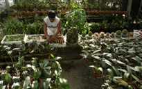 Lúng túng xây dựng thương hiệu hoa cây cảnh Hội An