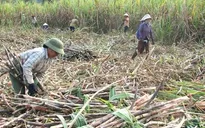 Hiệp hội mía đường lo ngại đường giảm giá