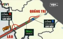 Tình trạng “bò lậu” ở biên giới miền Trung