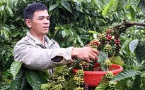 Nông, thủy sản thô không phải nộp thuế VAT