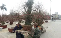 Sôi động dịch vụ cho thuê cây kiểng dịp Tết