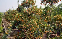 Nhộn nhịp thị trường quất, đào Nhật Tân trước Tết