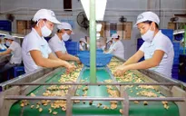 Việt Nam dẫn đầu về xuất khẩu hạt điều 8 năm liền