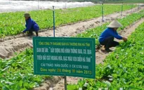 Hà Tĩnh trồng rau xanh trên vùng cát bạc màu
