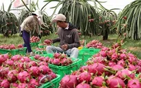 Năm 2014, xuất khẩu thanh long vào Mỹ tiếp tục khả quan