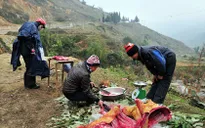 Lào Cai: Trâu bò chết rét, người dân mang ra đường bán