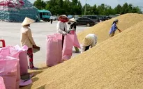 Giá gạo nguyên liệu tăng mạnh