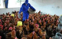 Ngành chăn nuôi gia cầm ở Hà Nội điêu đứng vì dịch