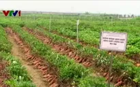 Vĩnh Long: Kỳ lạ tận thu cả lá, ngọn, dây khoai lang
