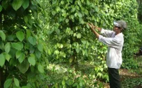 Đăk Nông hướng đến xây dựng thương hiệu “Hồ tiêu Đăk Song”