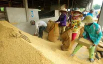 14 ngân hàng được cho vay mua thóc, gạo tạm trữ