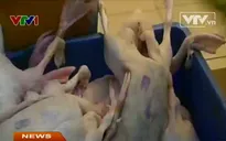 Lỏng lẻo trong kiểm soát con dấu kiểm dịch thú y