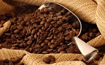 Biến đổi khí hậu "đe dọa" ngành công nghiệp cà phê