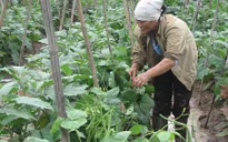 Hỗ trợ giống để chuyển đổi từ trồng lúa sang trồng cây màu